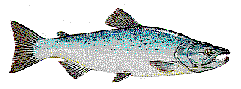lake erie pa steelhead pa fishing charters pa