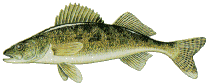 lake erie pa walleye fishing charters pa