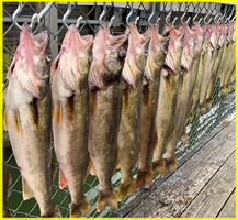 Full rack of Lake Erie Walleye at 21 State St - 3rd Generation Master Captain Mike Small
